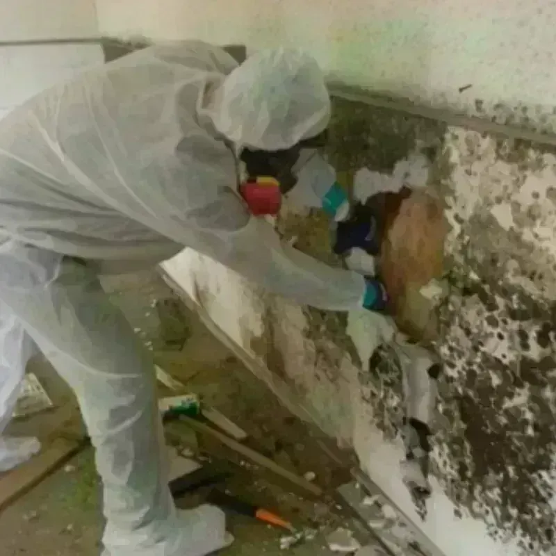 Mold Remediation and Removal in El Paso County, CO